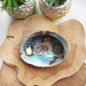 Abalone Schelp