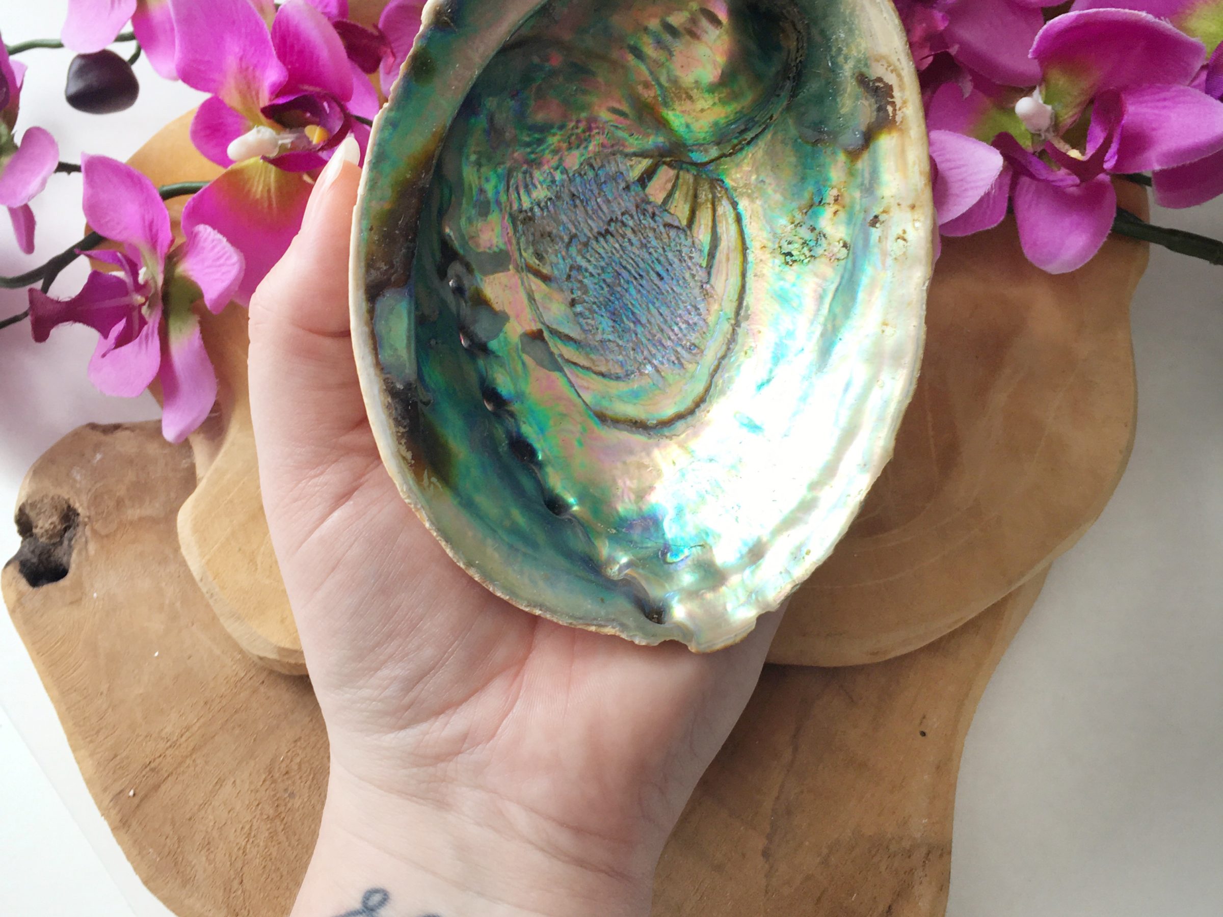 Abalone schelp