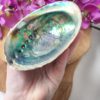 Abalone schelp
