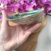 Abalone schelp